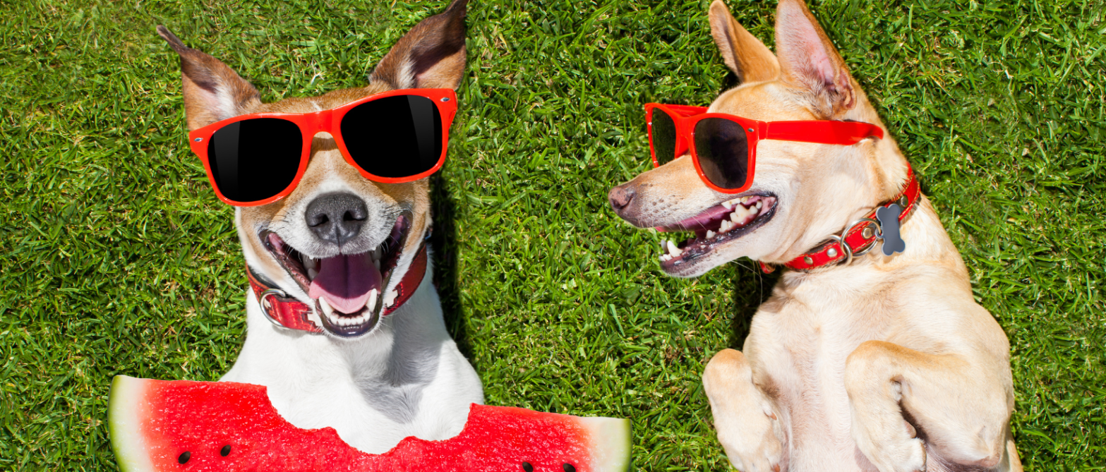 CHISTES-REVISTA-DE-ENTRETENIMIENTO-EXTREMEÑA